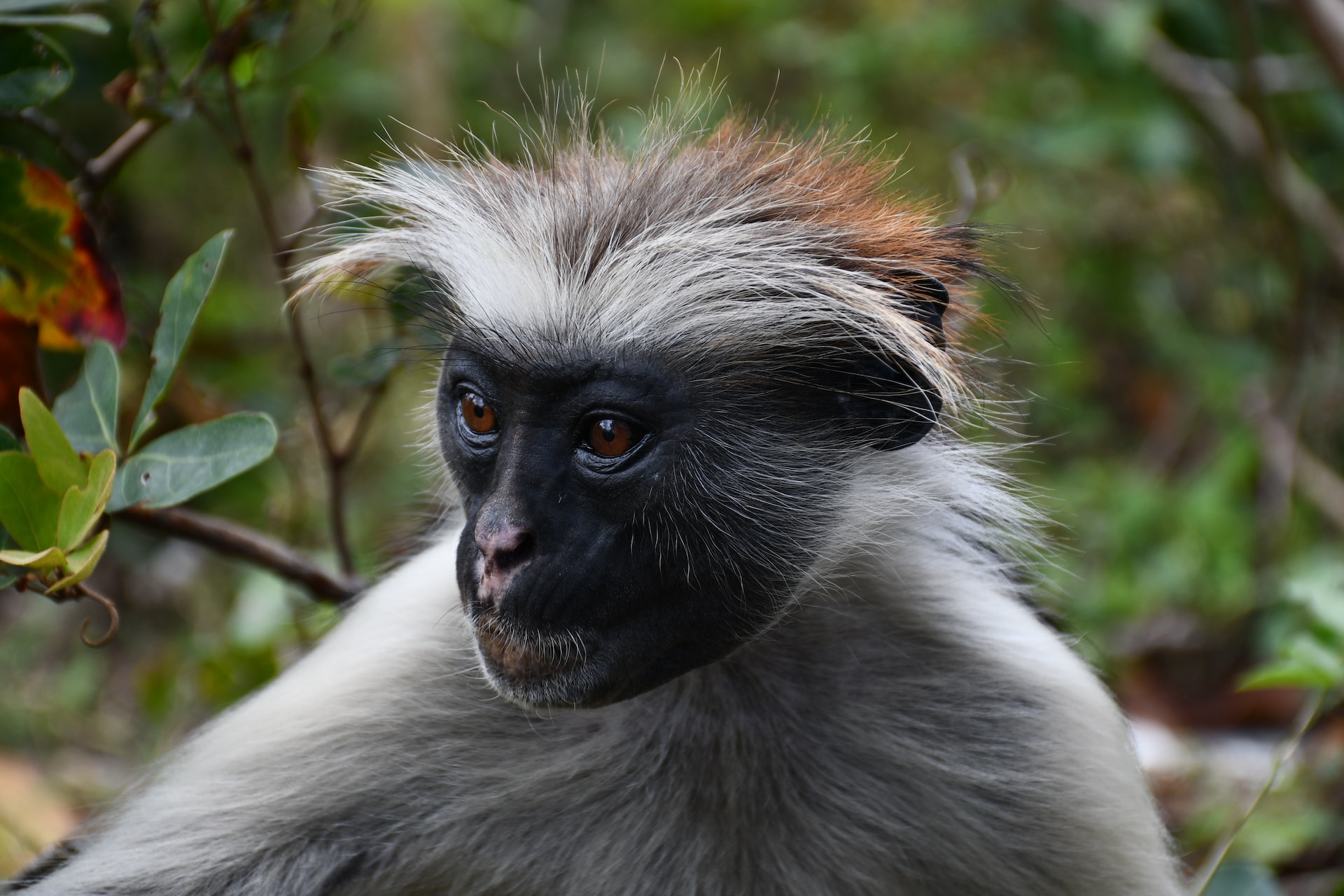 Red Monkey at Jozani Forest