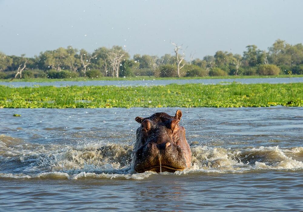 selous-hippo-splashing